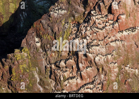 St Abbs Réserve Naturelle, Berwickshire, en Écosse Banque D'Images