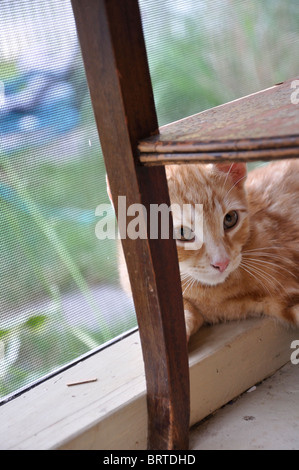 Chaton rouge Banque D'Images