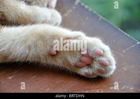 Chaton rouge Banque D'Images