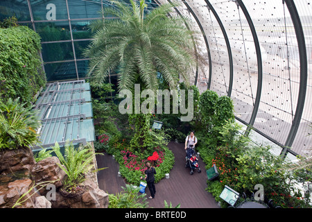 Les papillons sont vus dans un boîtier à l'aéroport Changi de Singapour Banque D'Images