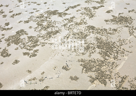 Trous de crabe sont vus dans le sable d'une plage dans la région de Bornéo, Malaisie Banque D'Images