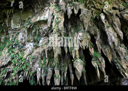 L'entrée de la grotte est sen dans Clearwater Mulu National Park à Bornéo, Malaisie Banque D'Images