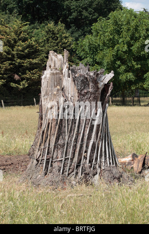 Une vieille souche d'arbre morte avec avec une clôture de protection éventuellement pour (invisible) vaches/chevaux à zéro contre. Banque D'Images