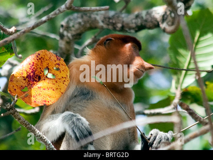 Un proboscis monkey est vue dans le parc national de Bako à Bornéo, Malaisie Banque D'Images