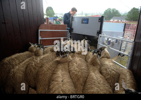 Les brebis avec l'identification électronique EID tags passent au travers d'un scanner ou d'un lecteur qui scanne le tag ID de l'oreille. Banque D'Images