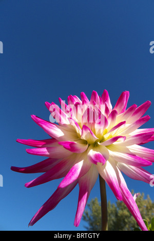 Un dahlia rose et blanc de la groupe cactus Banque D'Images