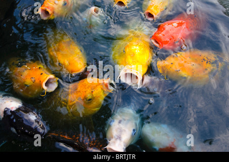 Poissons koi japonais arboretum national de washington dc Banque D'Images