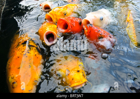 Poissons koi japonais arboretum national de washington dc Banque D'Images