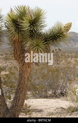 Un Joshua Tree (Yucca brevifolia) en fleur dans le parc national de Joshua Tree, en Californie Banque D'Images