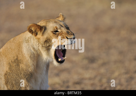 East African Lion - Massai lion (Panthera leo nubica) Portrait d'une lionne de bâiller au lever du soleil Banque D'Images