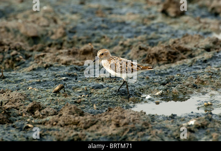 Peu de relais, Calidris minuta se nourrissant sur les vasières en Khadar, Mumbai, Delhi, Inde Banque D'Images