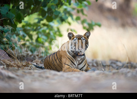 Photographié au niveau de l'oeil de tigre Banque D'Images