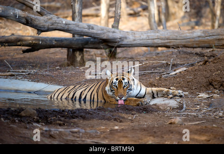 Dans l'eau potable, tigre Banque D'Images