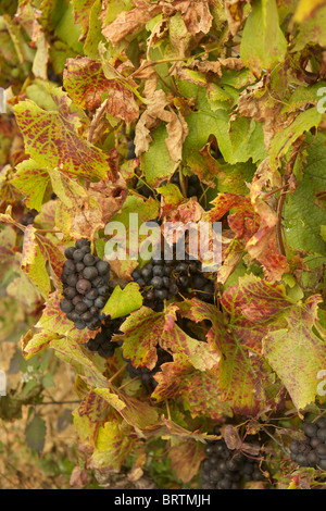 Grappes de gamay mûr suspendu dans un vignoble du Beaujolais prêt à être moissonné Banque D'Images