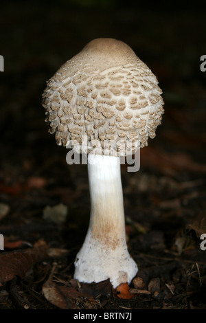 Shaggy Coulemelle Macrolepiota rhacodes prises à Eastham Country Park, Wirral, UK Banque D'Images