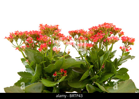 Kalanchoé rose fleur plante isolé sur fond blanc Banque D'Images