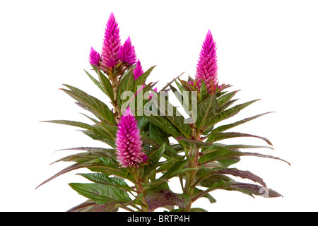 Celosia Venezuela rose plante en libre isolé sur fond blanc Banque D'Images