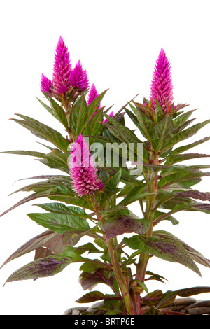 Celosia Venezuela rose plante en libre isolé sur fond blanc Banque D'Images