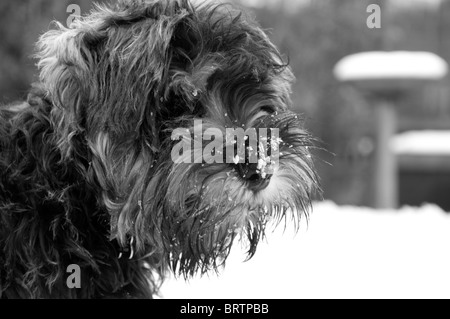 Mini schnauzer Banque D'Images