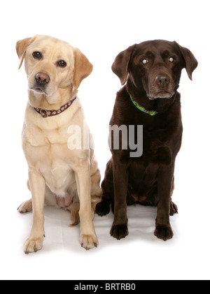 Labrador Retriever Deux adultes assis en studio UK Banque D'Images