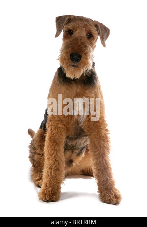 Airedale Terrier adulte seul assis dans le studio UK Banque D'Images