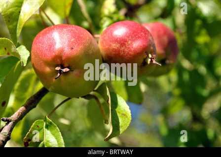 Crabe rouge mûr pommes sur un arbre en automne Banque D'Images