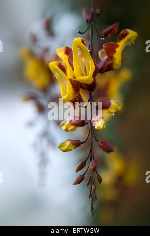 La belle horloge tombantes Fleurs de Vigne - Thunbergia mysorensis. Banque D'Images