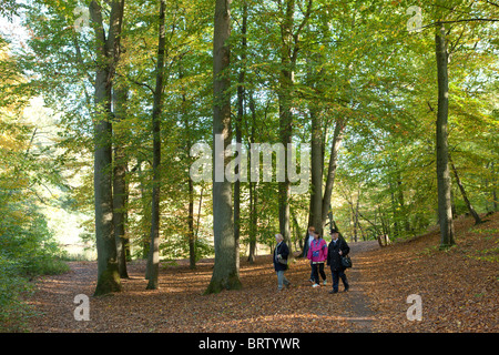 Faire une promenade dans une forêt Banque D'Images