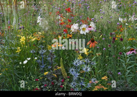 Un pré de fleurs sauvages et cultivées Banque D'Images