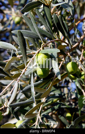 GREEN OLIVES GRECQUES CROISSANT SUR L'arbre. L'OLEA EUROPAEA. Banque D'Images