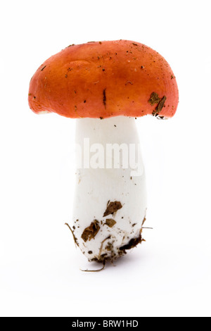 Seul rouges champignon sur un fond blanc Banque D'Images