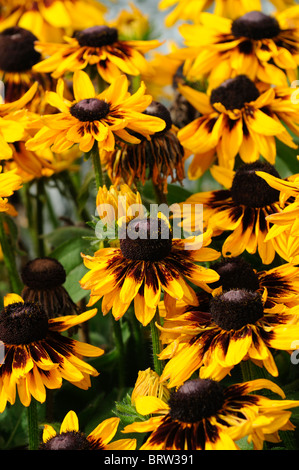 Rudbeckia hirta nains rustique black-eyed susan or jaune fleur fleur fleur vivace la moitié de la fin de l'été Banque D'Images