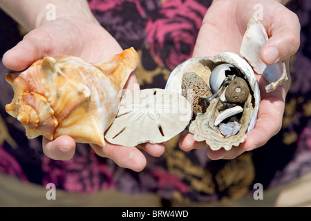 Deux hot woman's hands holding un tas de coquilles de mer Banque D'Images