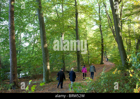 Faire une promenade dans une forêt Banque D'Images