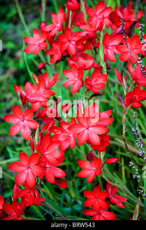 Schizostylis coccinea mme hegarty kaffir rouge lys lys fleur rouge fleurs fleur soft focus sélectif Banque D'Images