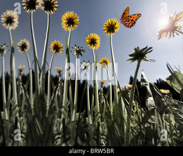 CONCEPT DE L'ENVIRONNEMENT : Printemps Meadow (Allemagne/Bavière) Banque D'Images