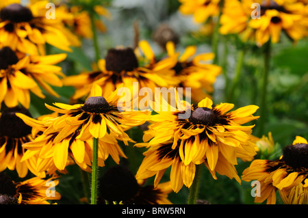 Rudbeckia hirta nains rustique black-eyed susan or jaune fleur fleur fleur vivace la moitié de la fin de l'été Banque D'Images