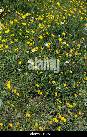 Fleurs de prairie y compris Rough Hawksbeard marguerite blanche et d'Orchidée tachetée commun Millers Dale Derbyshire, Angleterre Banque D'Images