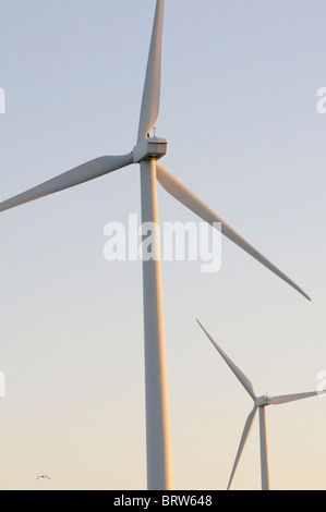 Les éoliennes à l'aube avec petit oiseau (Gull) en vol Banque D'Images