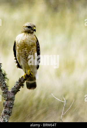 Red épaulettes (Buteo lineatus) Banque D'Images
