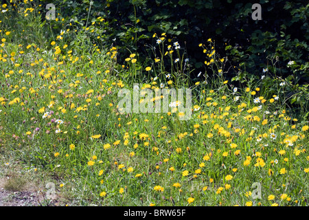 Fleurs de prairie y compris Rough Hawksbeard marguerite blanche et Millers Dale Derbyshire, Angleterre Banque D'Images