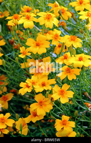 Tagetes Tenuifolia 'golden Gem' signata pumila Oeillet Signet fleur orange fleur plante annuelle Banque D'Images