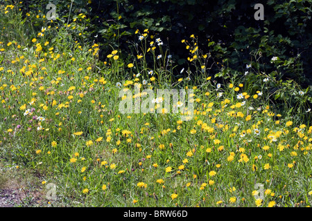 Fleurs de prairie y compris Rough Hawksbeard marguerite blanche Millers Dale Derbyshire, Angleterre Banque D'Images