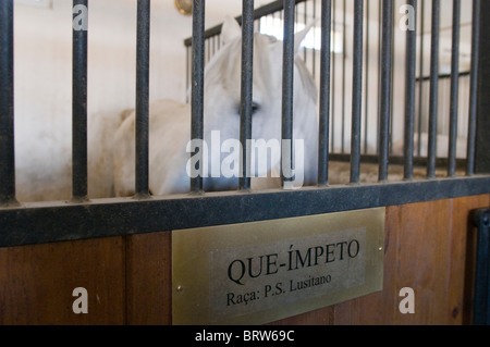 Coudelaria de Alter do Chao, le plus célèbre haras au Portugal. La plupart des chevaux sont Lusitanos Banque D'Images