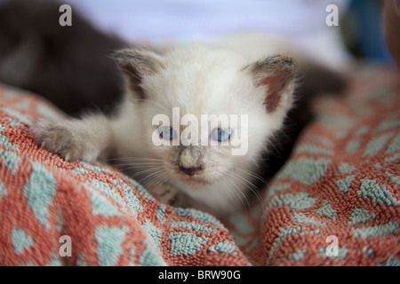 Un très jeune blue eyed cat abandonnée par sa mère , Thaïlande Banque D'Images