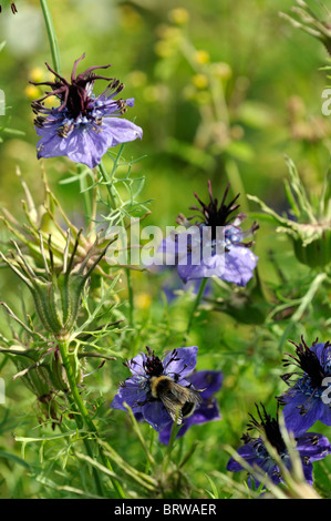 Nigella hispanica papillosa Love-dans-un-mist le fenouil fleur bleu fleur vivace plante à massif Banque D'Images
