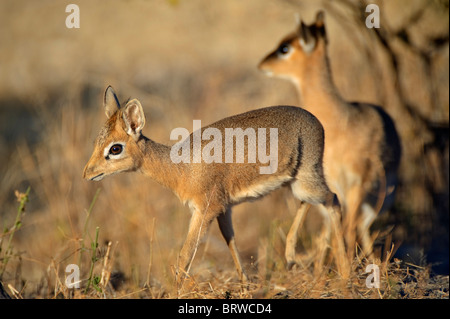 Kirk's dik-diks (madoqua kirkii) sur dik-dik-drive, Etosha National Park, Namibie, Afrique Banque D'Images