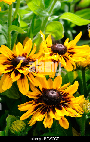 Rudbeckia hirta sonora gloriosa daisy black-eyed susan or jaune fleur fleur fleur vivace la fin de l'été Banque D'Images