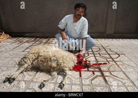 L'abattage halal en Afghanistan Banque D'Images