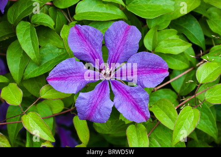 Belle fleur (clematis) contre les feuilles vert Banque D'Images